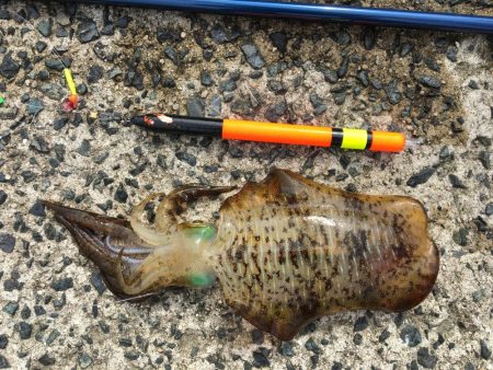 今年初アオリイカ